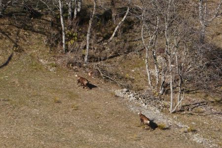 Chamois de Pierre Rousse.