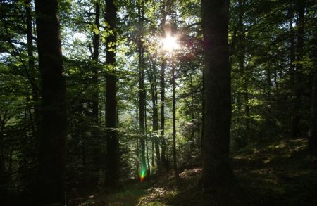 Lacets en sous-bois