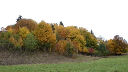 Un joli bosquet au départ du Sire.