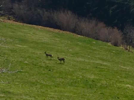 Des chevreuils, prairie entre «l’arrivée» et la croix de St Sabin