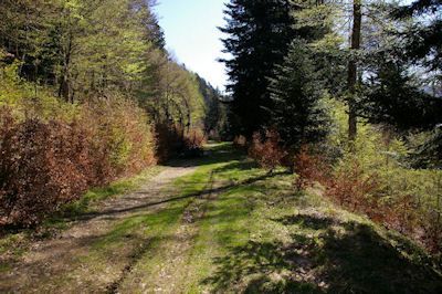 Le chemin forestier menant à la cabanne de Larreix