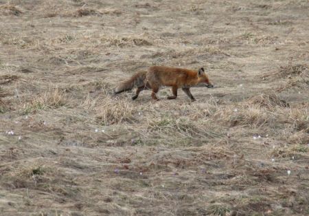 Renard à l’affut