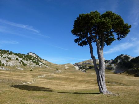 L’Arbre Taillé