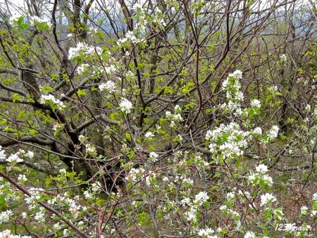 Amélanchier, Amelanchier ovalis