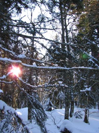 Toujours en sous-bois