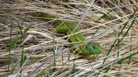 Un lézard vert