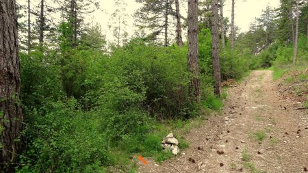 ...50m plus loin, prendre ce sentier à gauche...