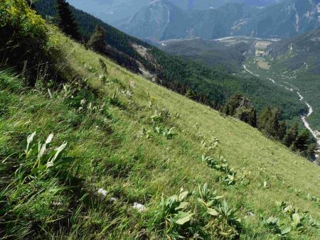 La pente d’herbe «nord». Ne vous fiez pas à la photo : cela ne rend pas la réalité. La falaise est juste à droite, en-dessous