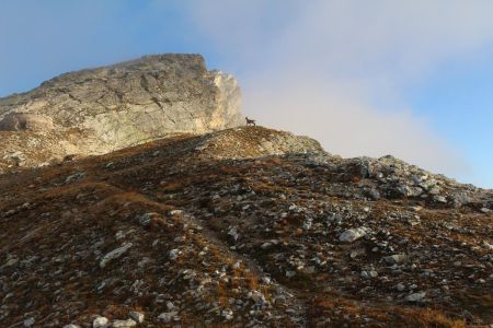 Bouquetin dans la montée finale au Monte Albrage.