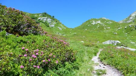 Au milieu des rhododendrons