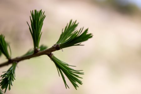 Jeune pousse de mélèze ?