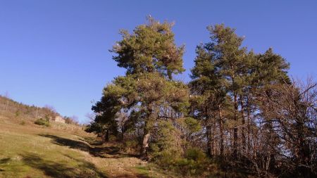 Entre deux bois et pins parasités par la processionnaire.