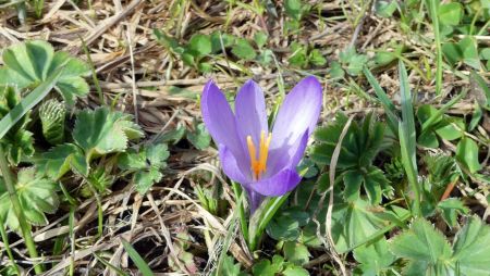 Crocus