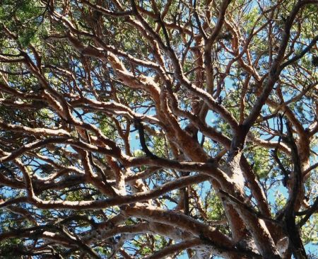 Enchevêtrement de branches d’un pin sylvestre : c’est de toute beauté !