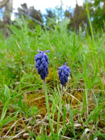 Muscari négligé (Muscari neglectum)