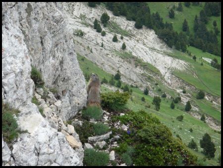 Marmotte contemplative