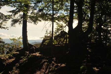 Jeu d’ombre et de lumière en forêt sur le sentier des Roches