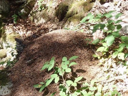 Fourmilière dans la forêt