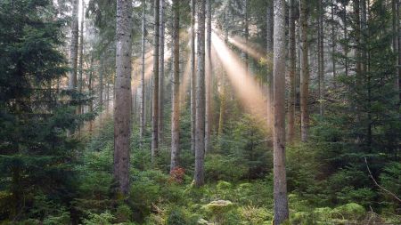 Ambiance en forêt.