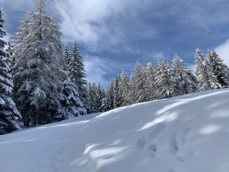 Bois d’Aurouze.