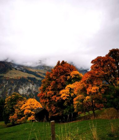 Les arbres habillés d’une robe aux tons dégradés (photo prise par David)