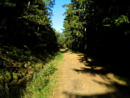 Retour en forêt.