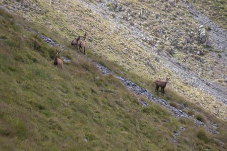 Chamois