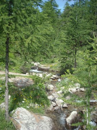 Les mélèzes bien verts au mois de juillet