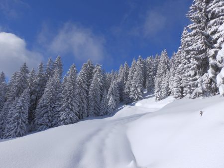 On sort de la forêt.