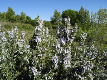 Romarin en fleurs