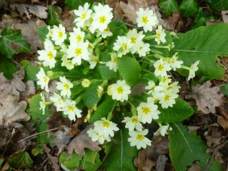 Le printemps est là