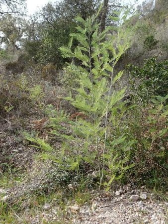 Jeune mimosa