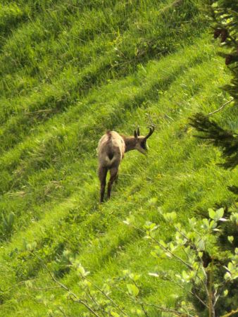 Chamois sous Rocheplane