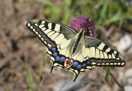 Et un magnifique machaon.