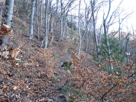 Montée en sous bois