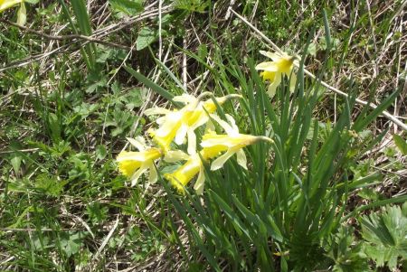 Dernières jonquilles