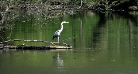 Héron cendré  au bord de l’étang jaune.