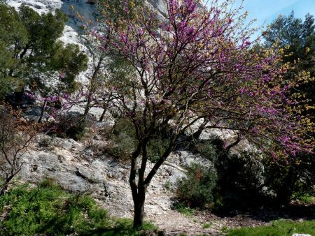 Arbre en fleurs.