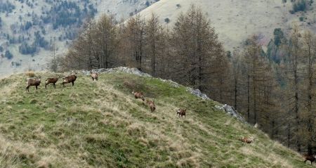 Chamois sous la baisse du Raus