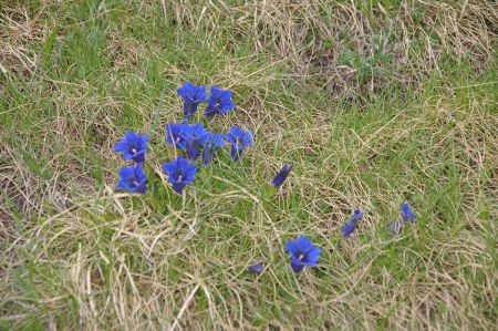 Belles gentiannes de printemps !