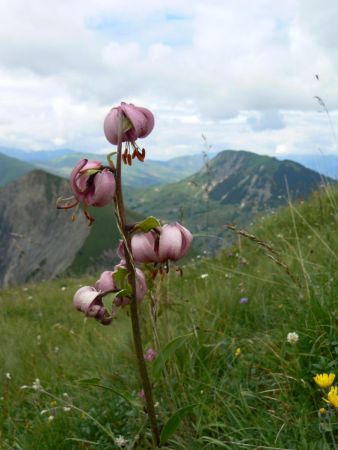 Lilium martagon