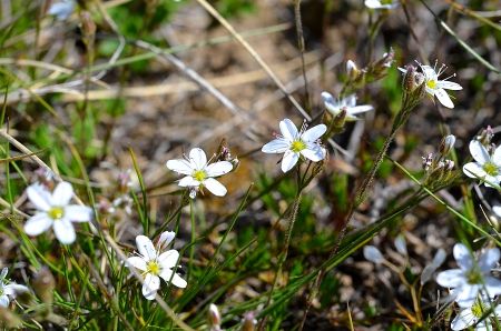 Arenaria ? (Sabline ?)