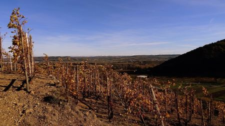 Vignoble.