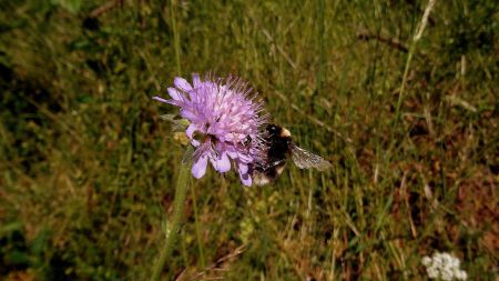 Scabieuse et bourdon.