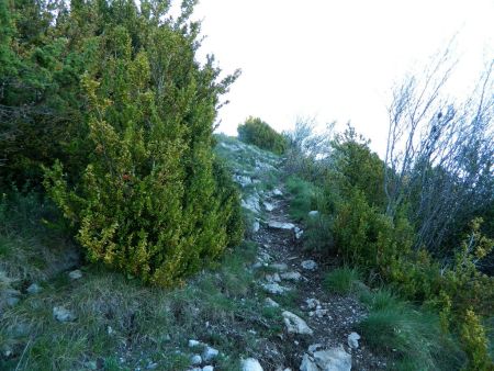 La piste fait place à une sente.