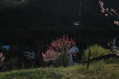 Lumière du soir sur les arbres fleuris du début du sentier...