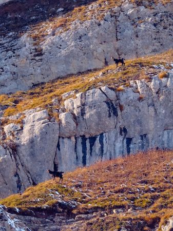 Chamois à tous les étages