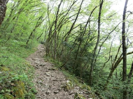 Montée en forêt.