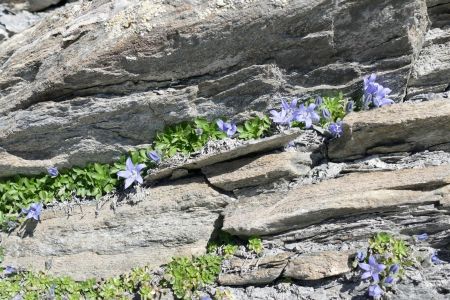 Campanules du Mont-Cenis