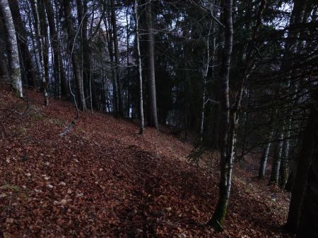 Les lacets dans la forêt.